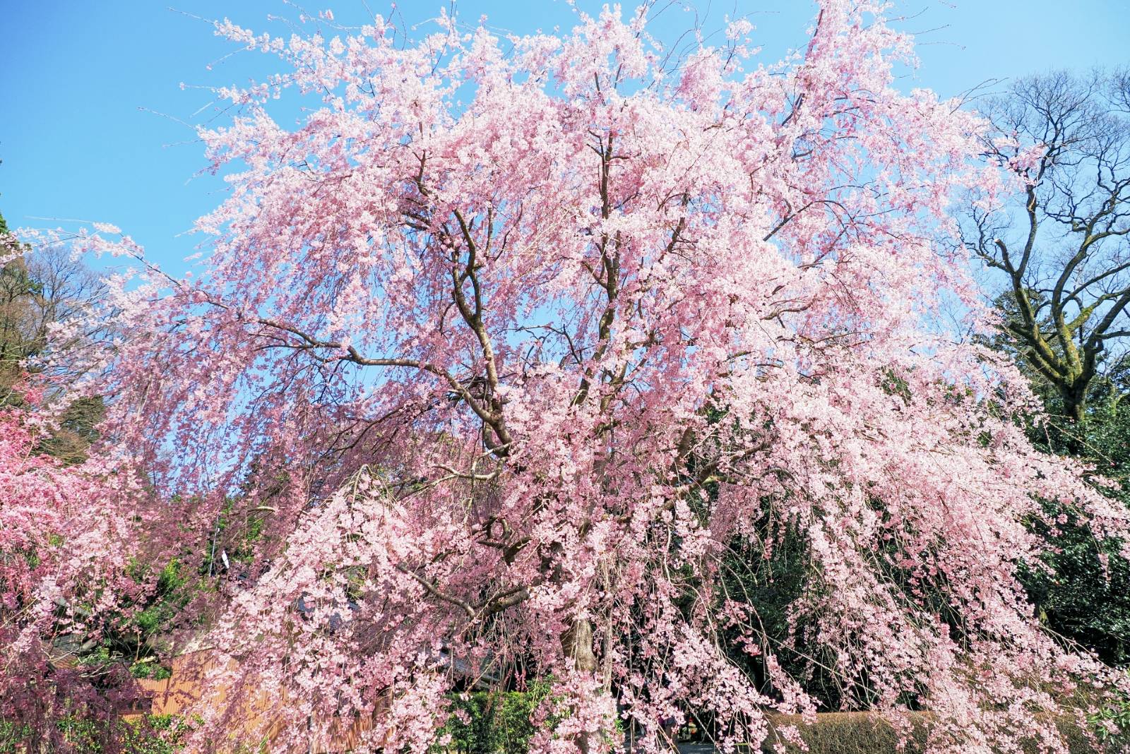 画像：桜山総合公園の満開の桜